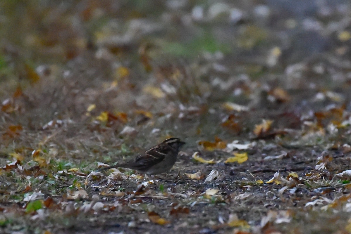White-throated Sparrow - ML643141354
