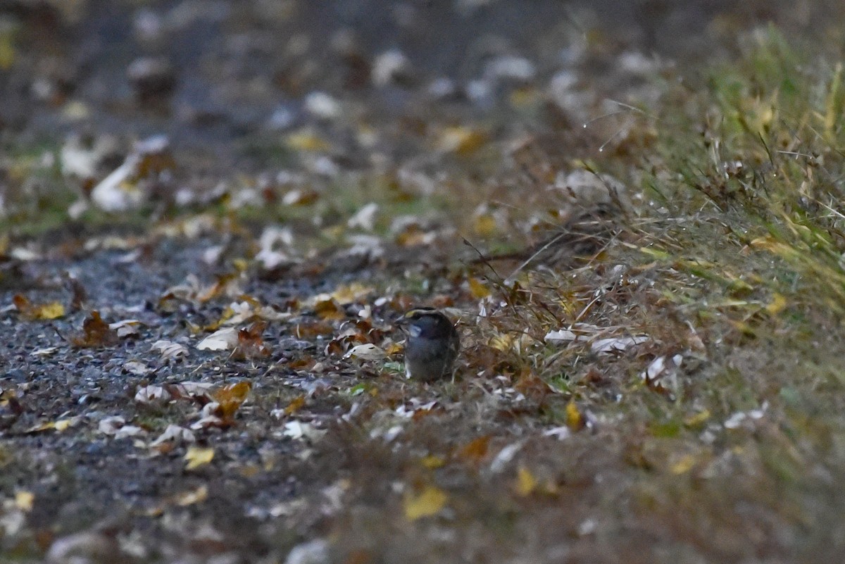 White-throated Sparrow - ML643141355