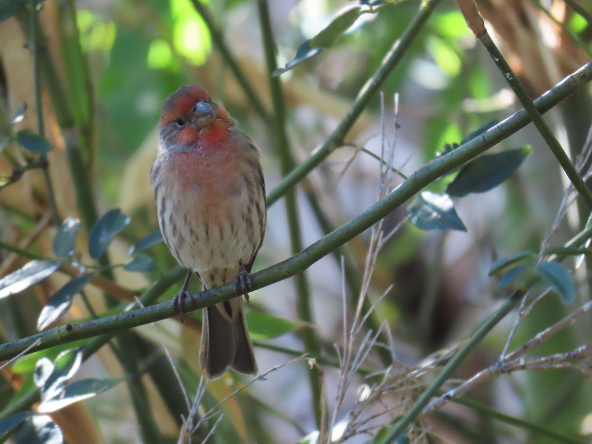 House Finch - ML643141357