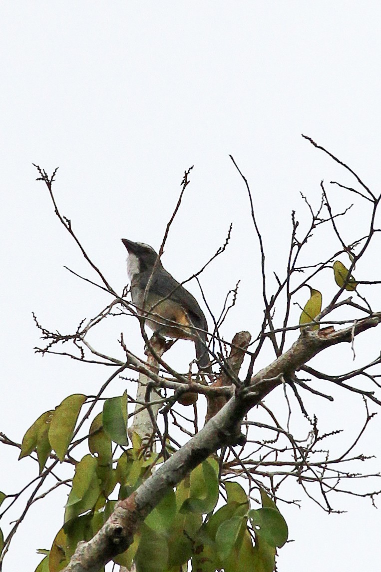 Bluish-gray Saltator - ML643141358