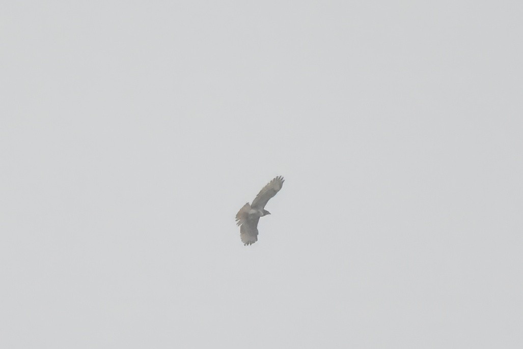 Red-tailed Hawk - ML643141362