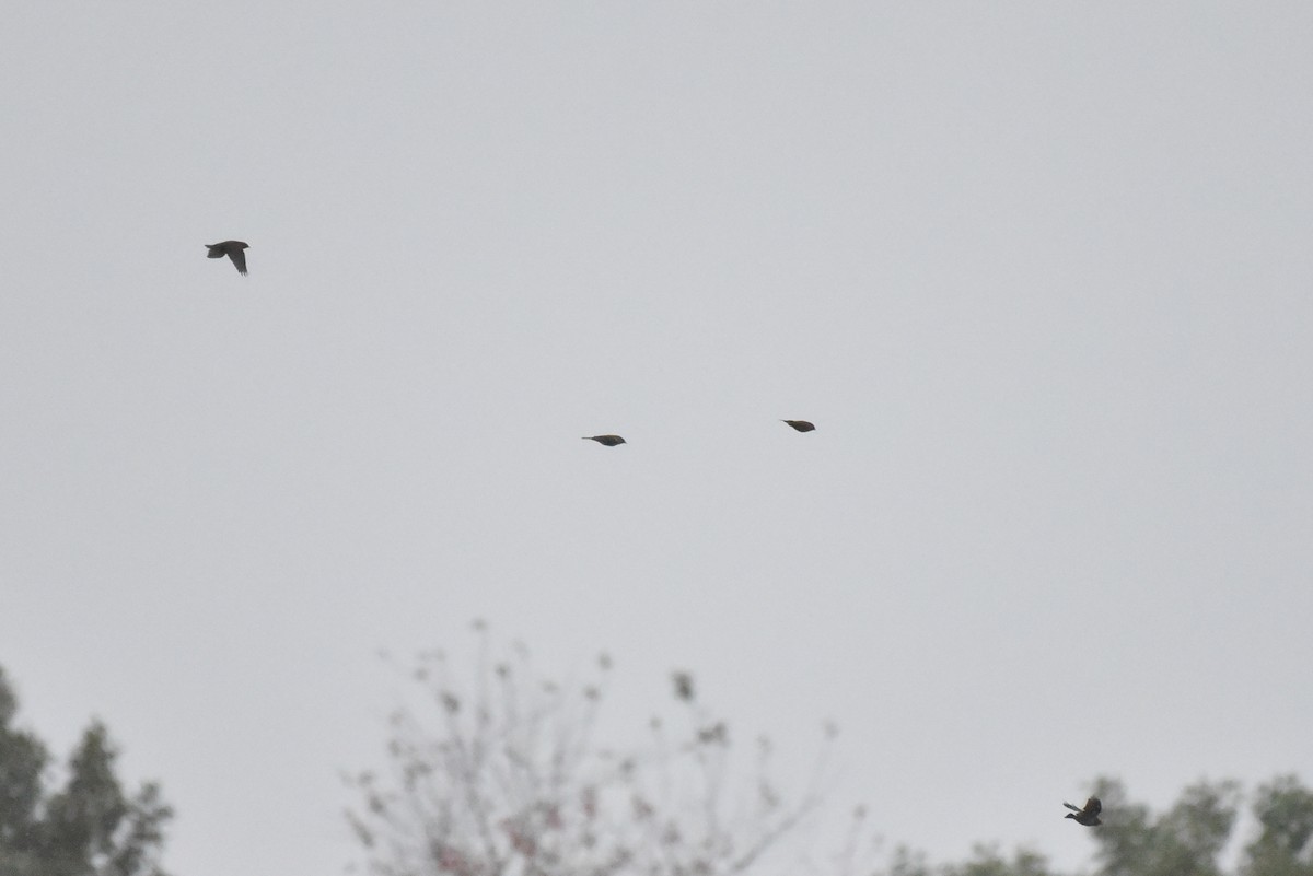 Red-winged Blackbird - ML643141384