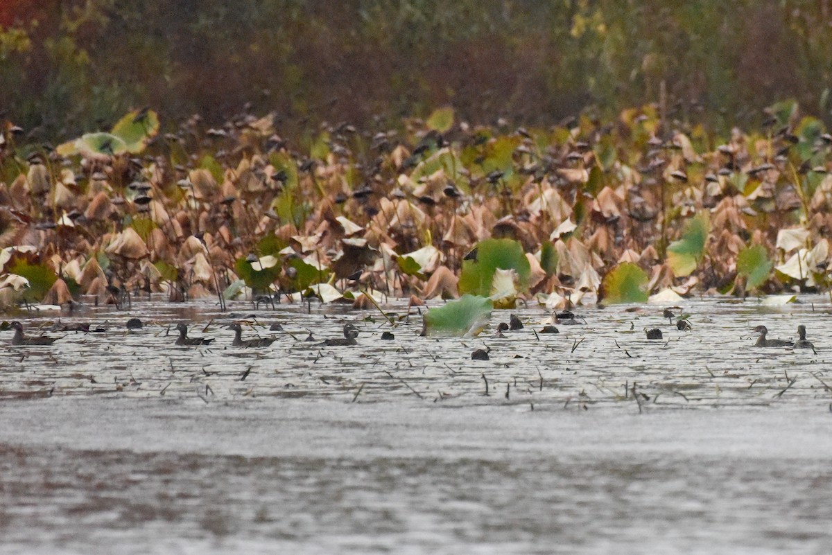 Wood Duck - ML643141396