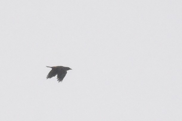 Common Grackle - ML643141404