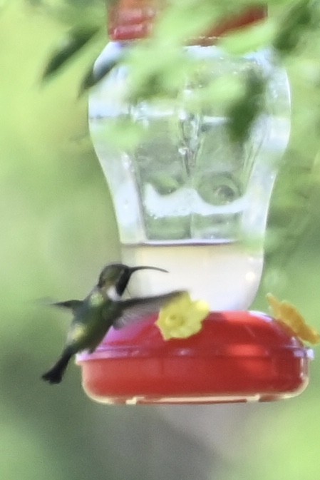 Mexican Sheartail - ML643141411