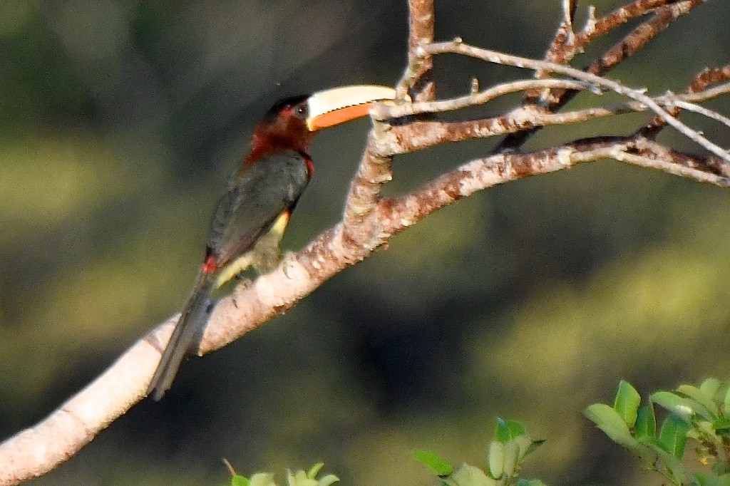Ivory-billed Aracari - ML643141412