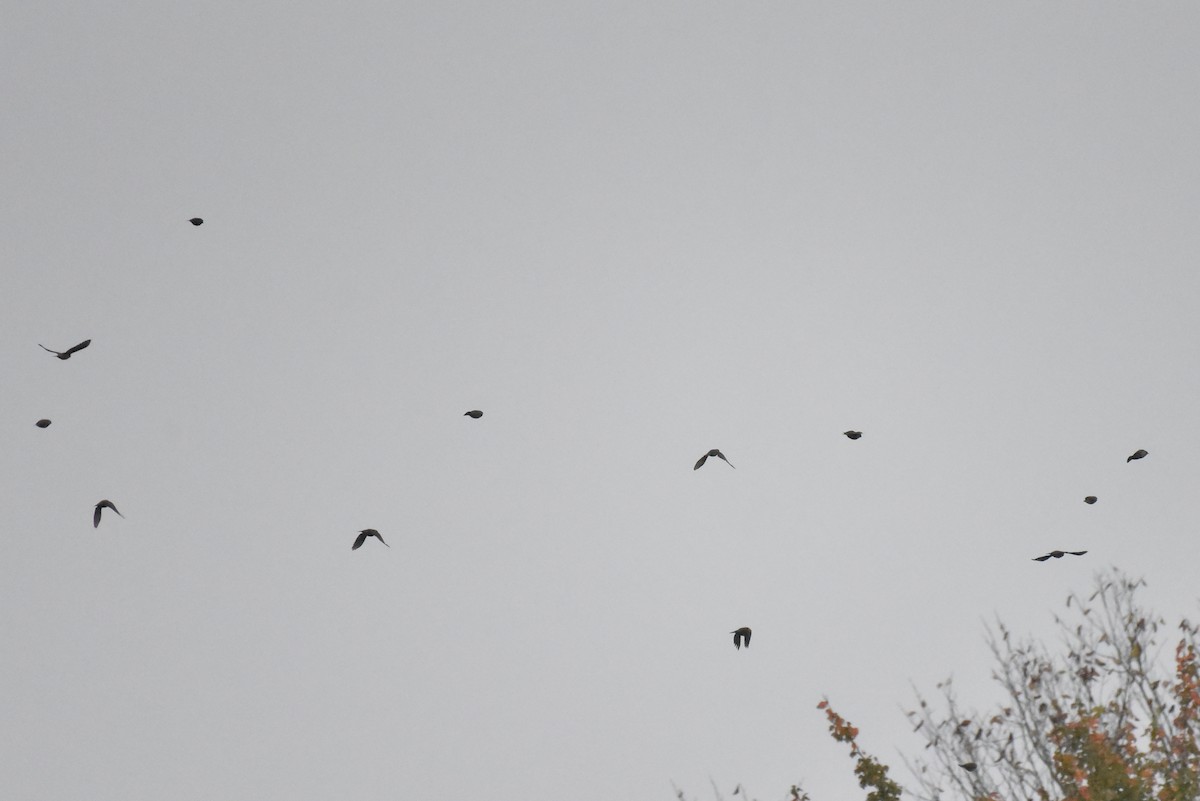 Red-winged Blackbird - ML643141423