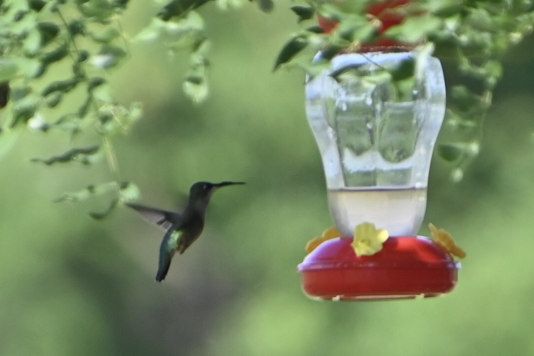 Ruby-throated Hummingbird - ML643141440