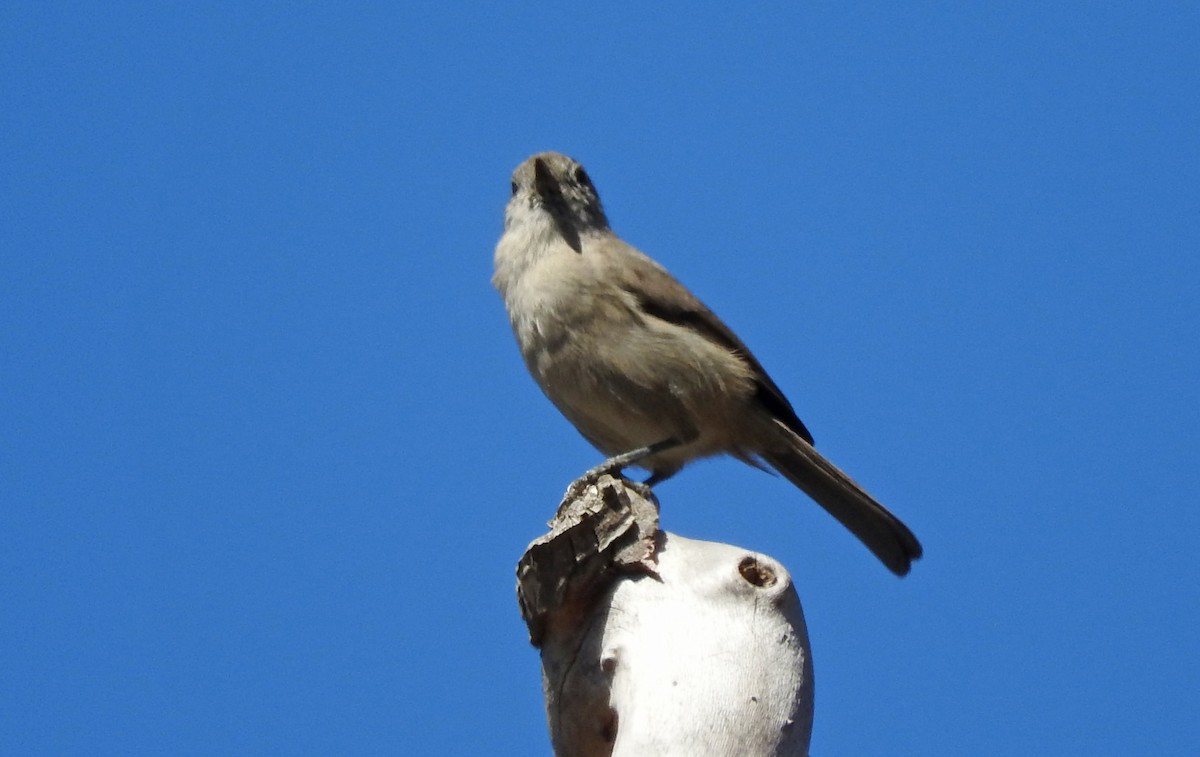 Oak Titmouse - ML643141444