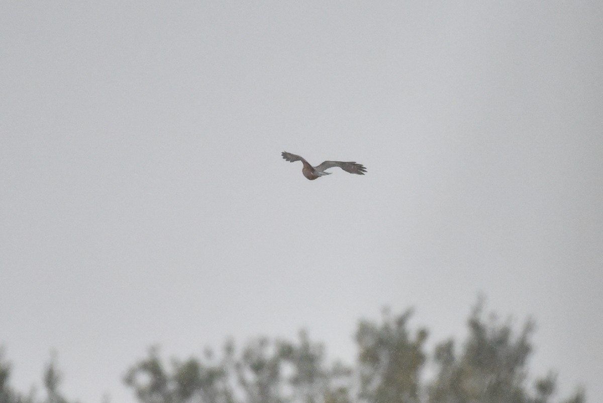 Cooper's Hawk - ML643141448