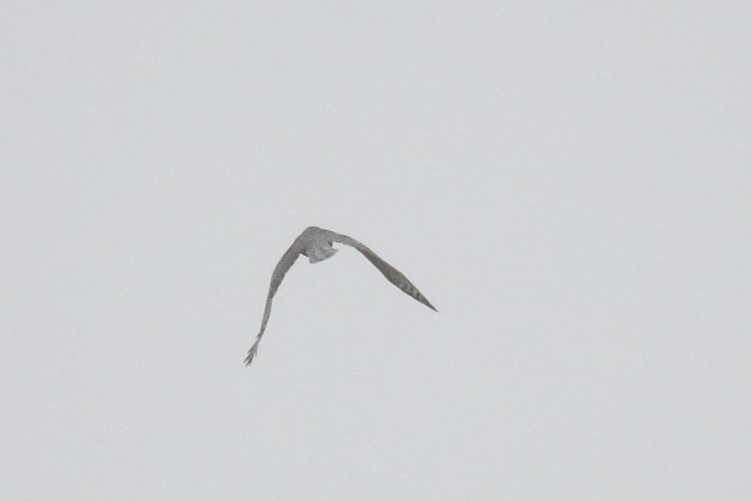 Cooper's Hawk - ML643141449
