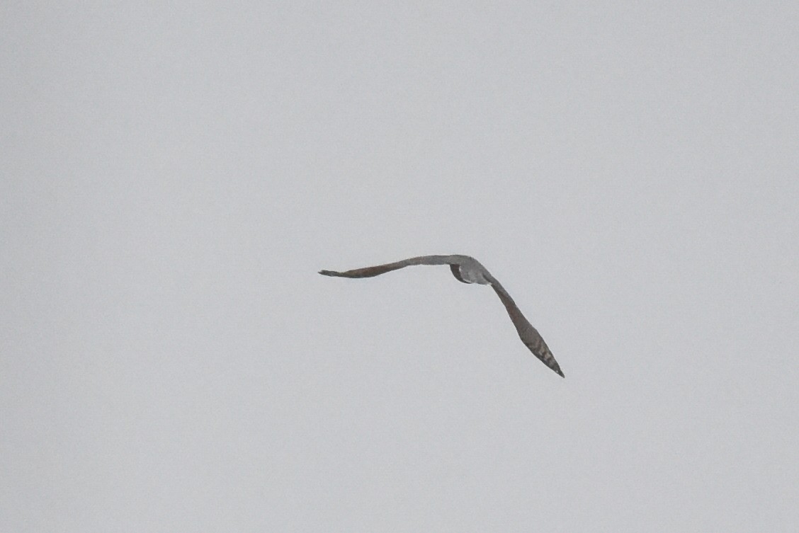 Cooper's Hawk - ML643141450