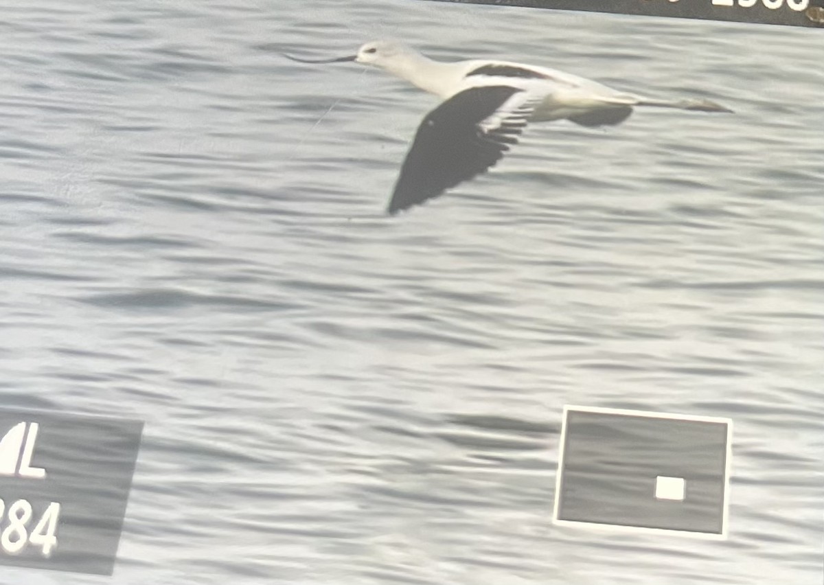 tenkozobec americký - ML643141451