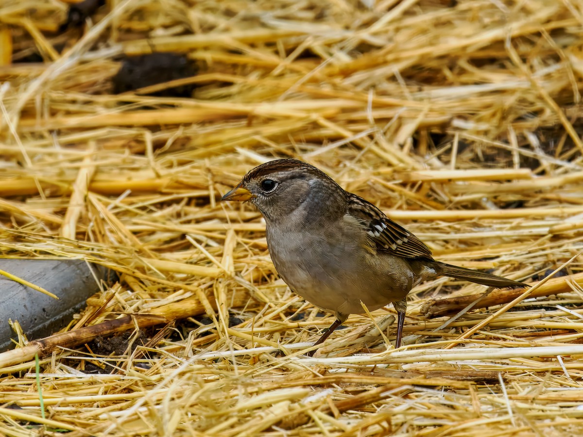 White-crowned Sparrow - ML643141452