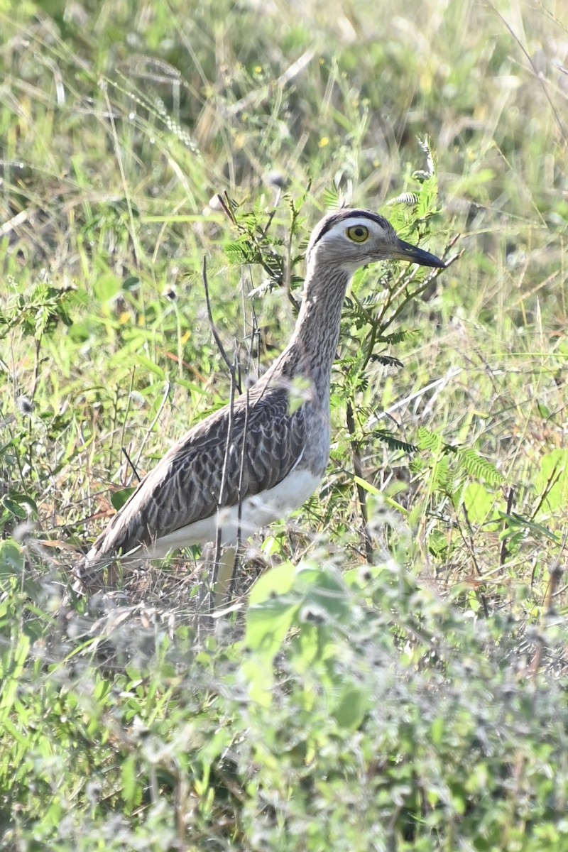 Double-striped Thick-knee - ML643141453