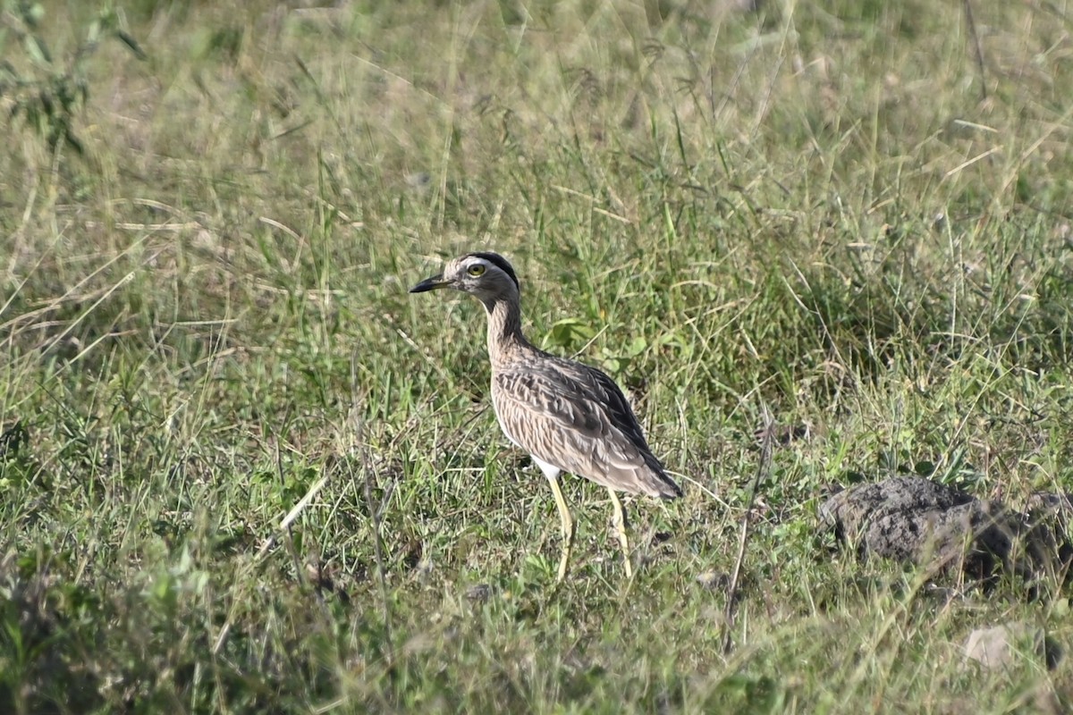 Double-striped Thick-knee - ML643141454