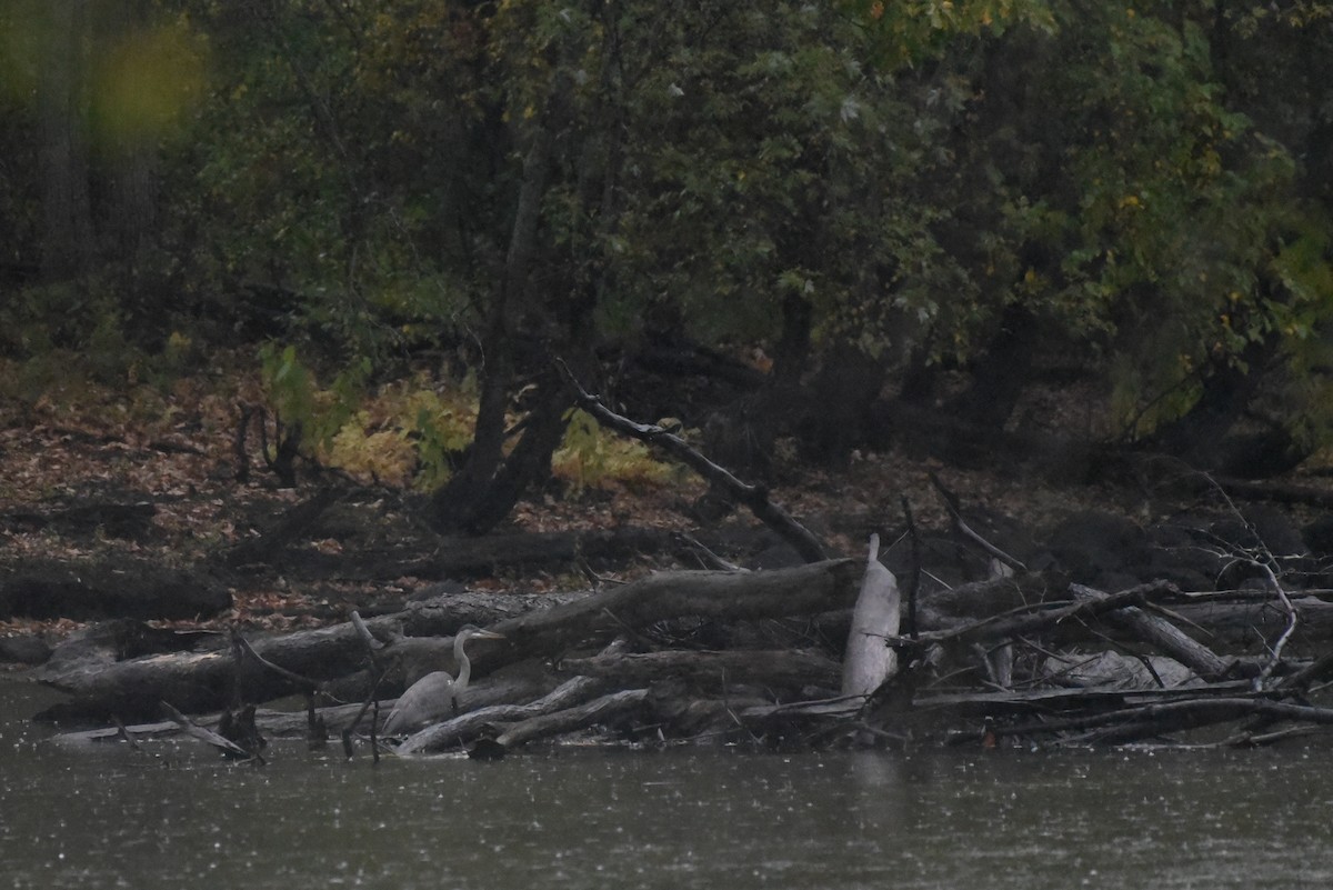 Great Blue Heron - ML643141465