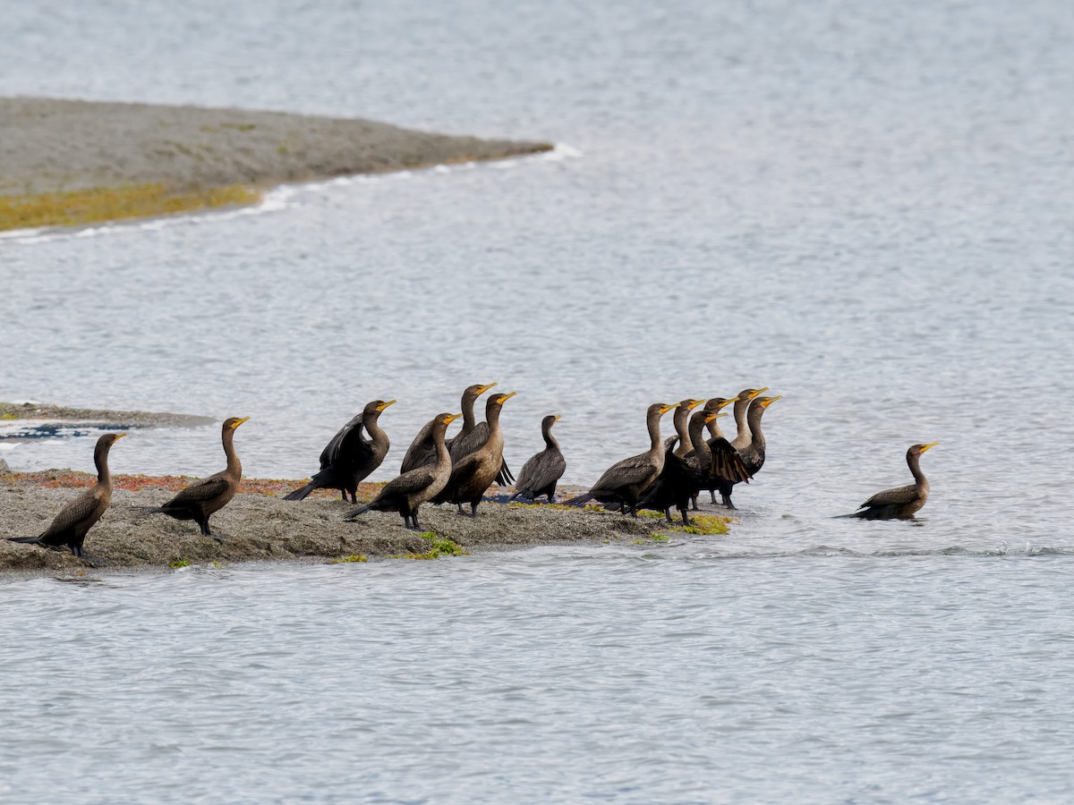 Double-crested Cormorant - ML643141468