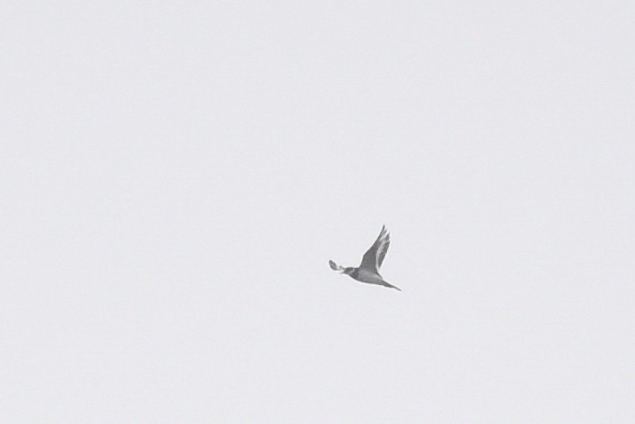 Killdeer - ML643141473