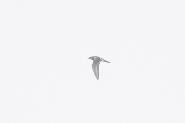 Killdeer - ML643141475