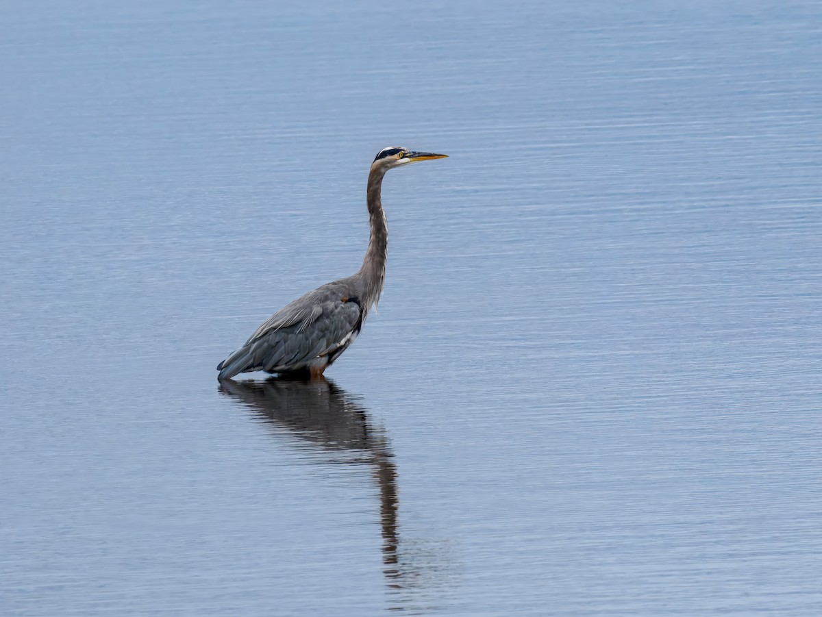 Great Blue Heron - ML643141480