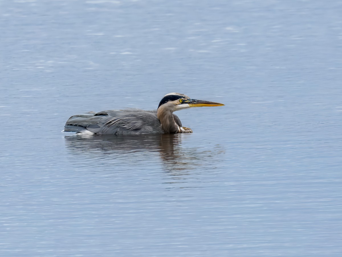 Great Blue Heron - ML643141481