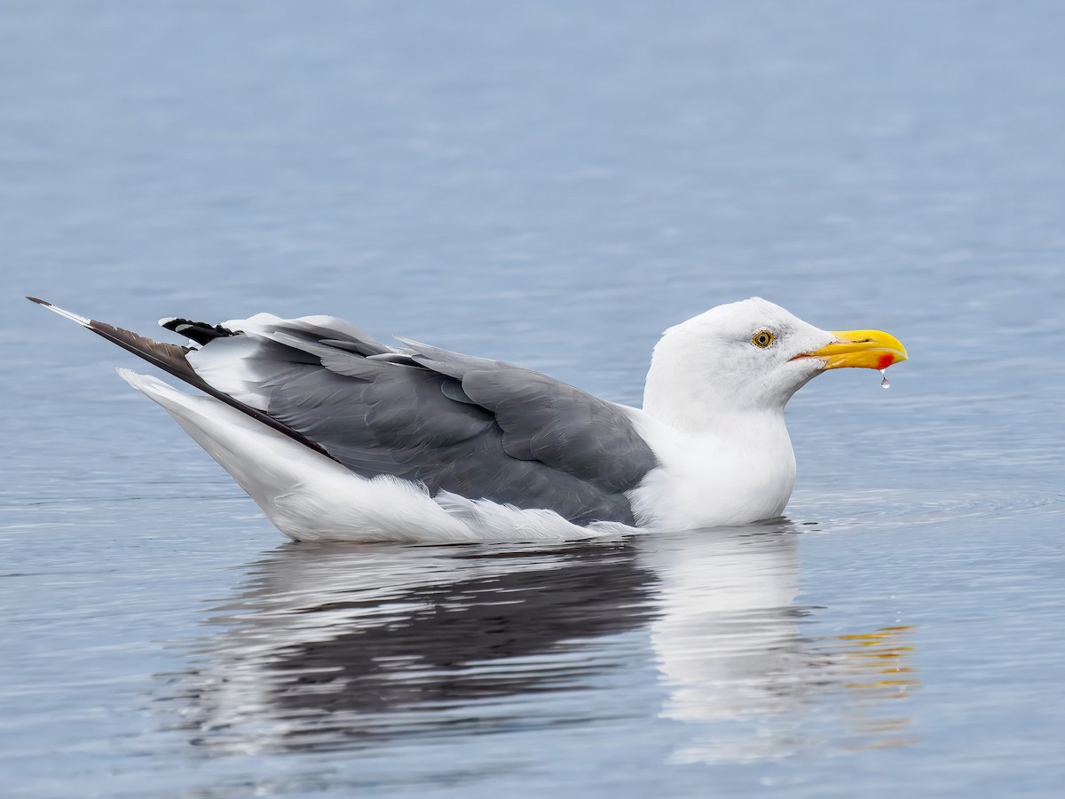 Western Gull - ML643141491
