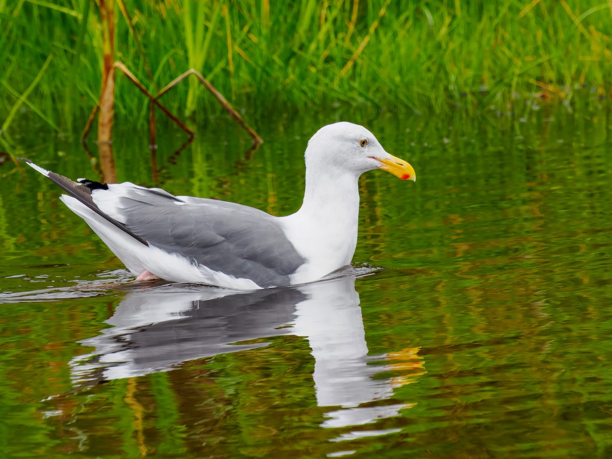 Western Gull - ML643141500