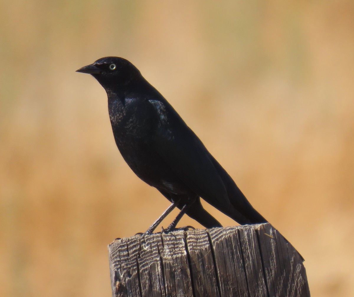 Brewer's Blackbird - ML643141530