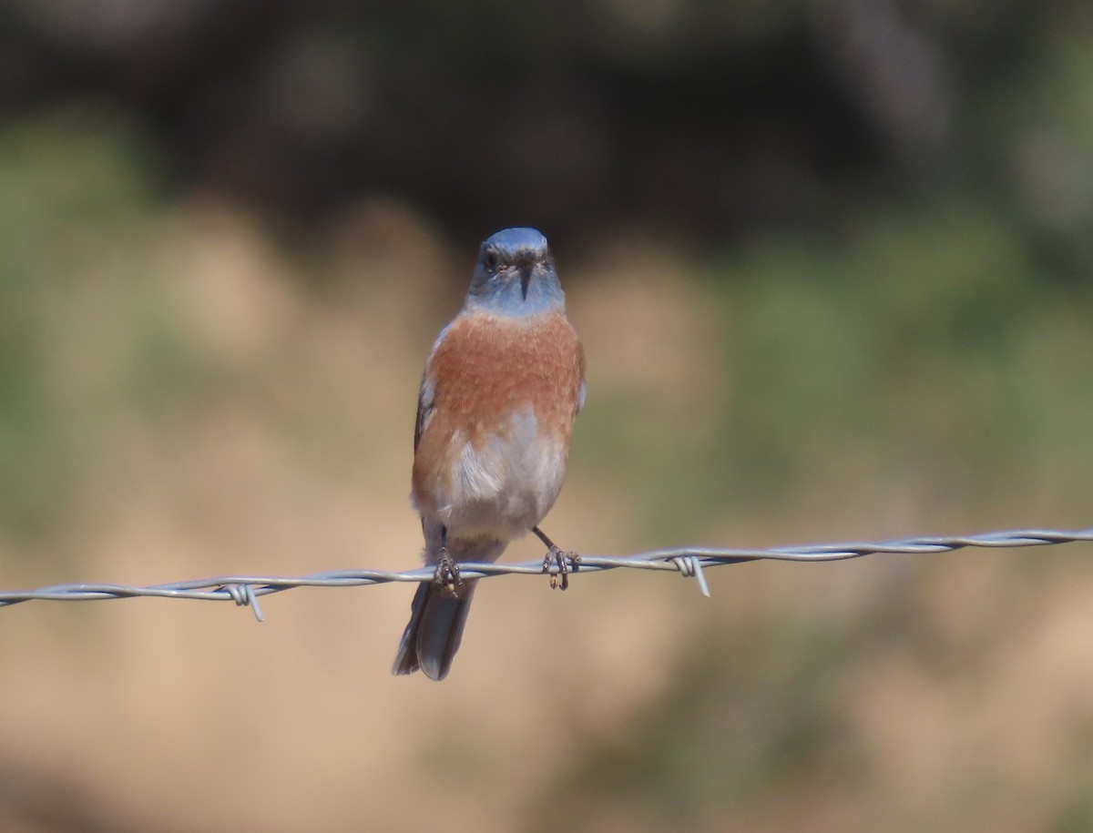 Western Bluebird - ML643141536