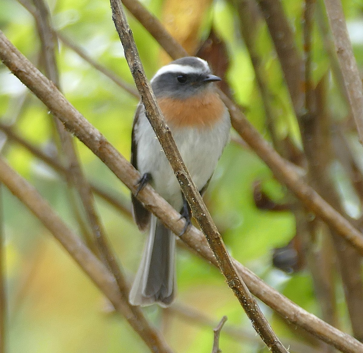 Rufous-breasted Chat-Tyrant - ML643141537