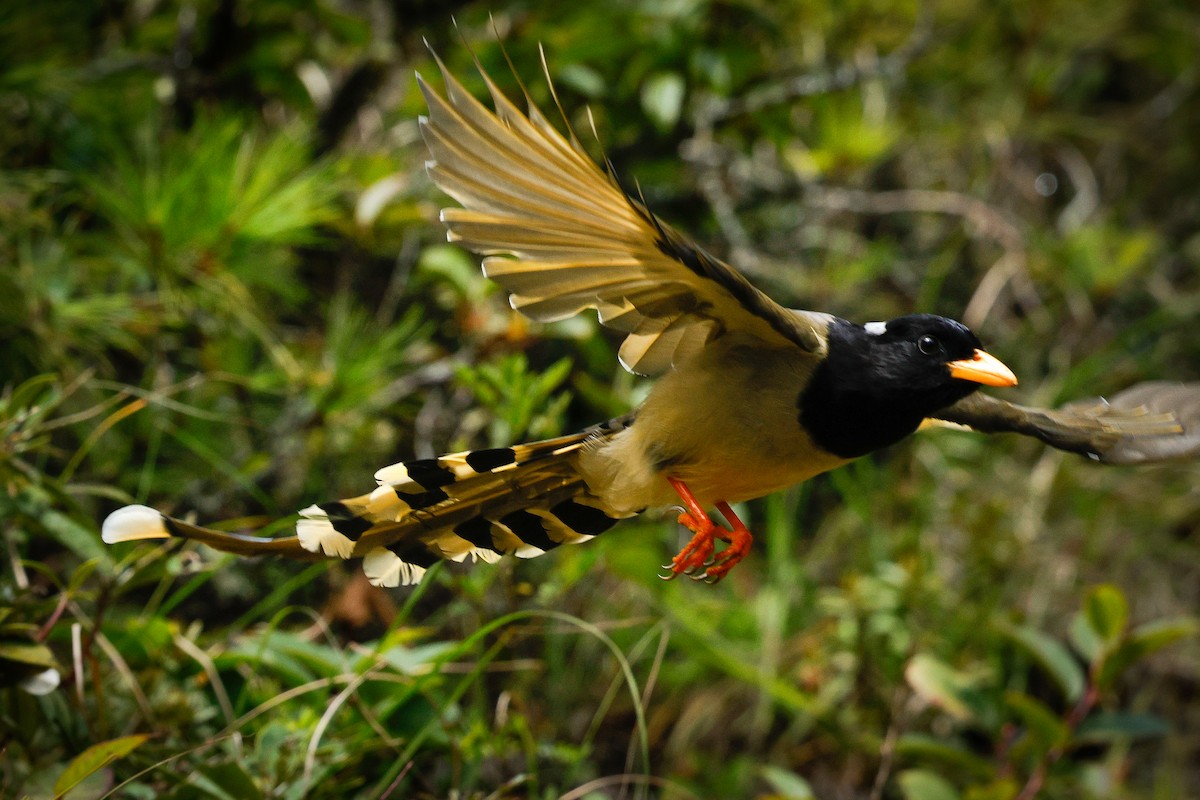 Yellow-billed Blue-Magpie - ML643141542