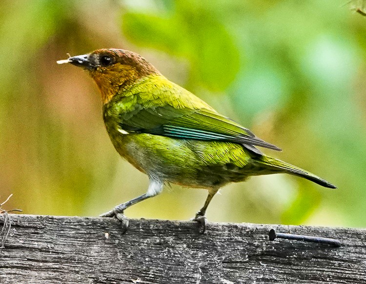 Silvery Tanager - ML643141554