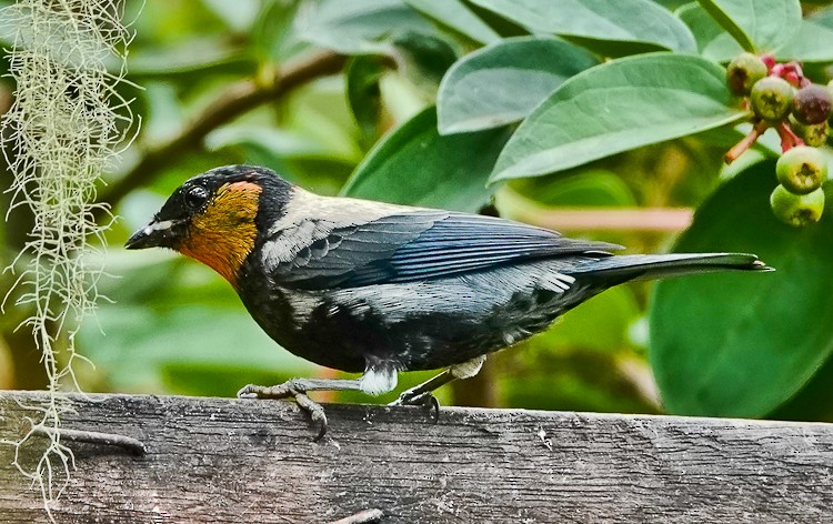 Silvery Tanager - ML643141555