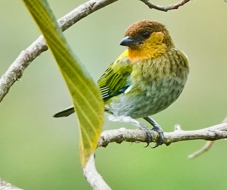 Silvery Tanager - ML643141556