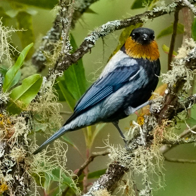 Silvery Tanager - ML643141557