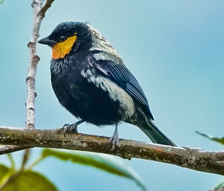 Silvery Tanager - ML643141558