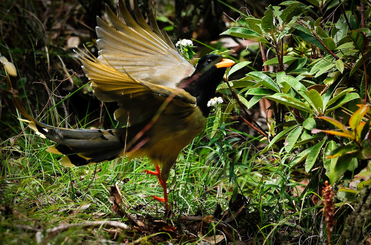 Yellow-billed Blue-Magpie - ML643141559