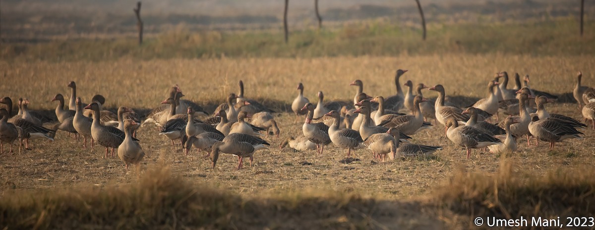 Graylag Goose - ML643141566