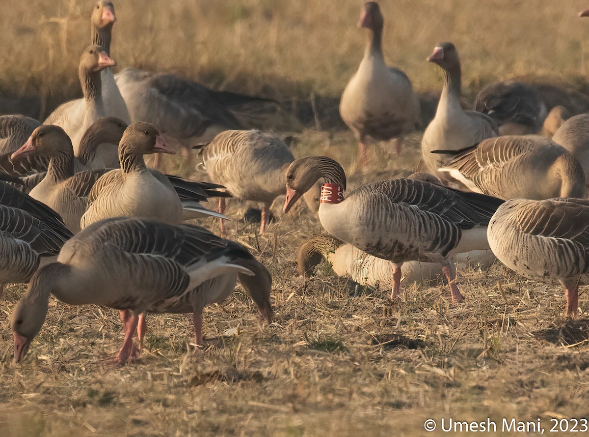 Graylag Goose - ML643141567