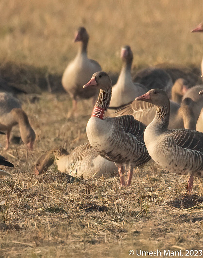 Graylag Goose - ML643141568