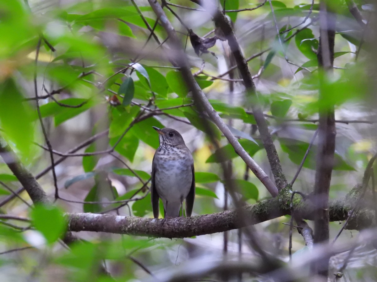 Gray-cheeked Thrush - ML643141574
