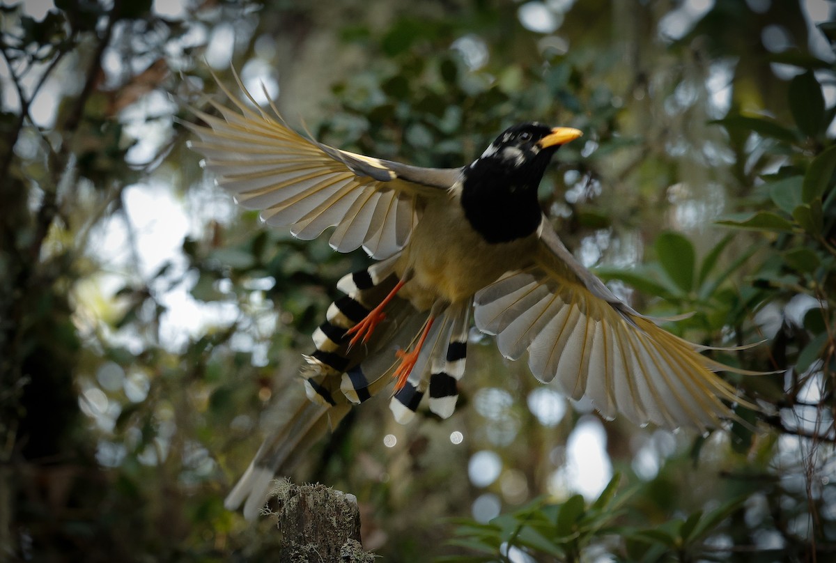 Yellow-billed Blue-Magpie - ML643141576