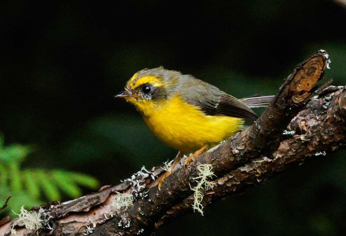 Yellow-bellied Fairy-Fantail - ML643141592