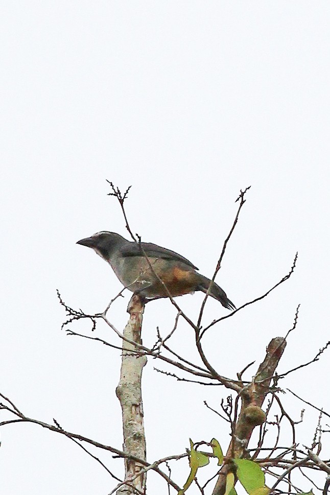 Bluish-gray Saltator - ML643141596