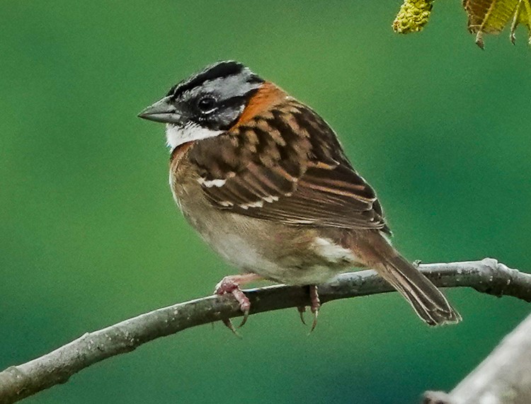 Rufous-collared Sparrow - ML643141602