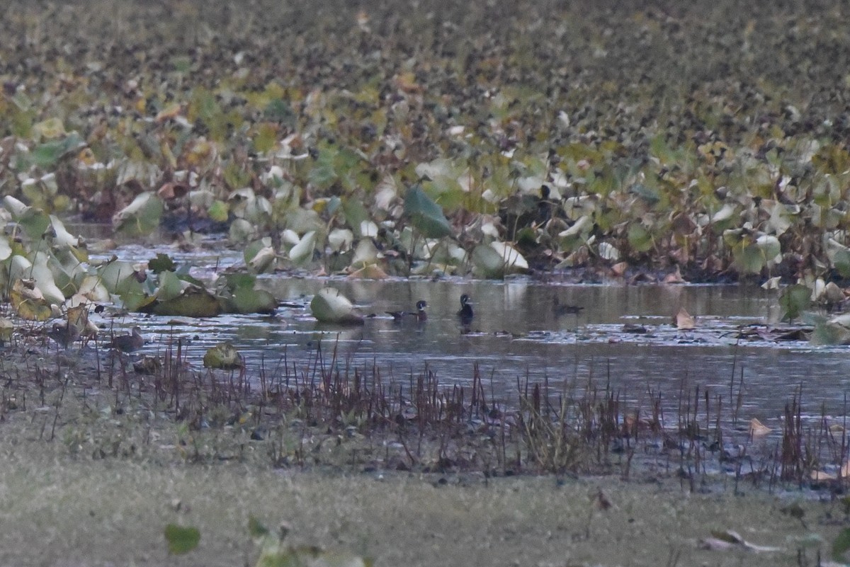 Wood Duck - ML643141609
