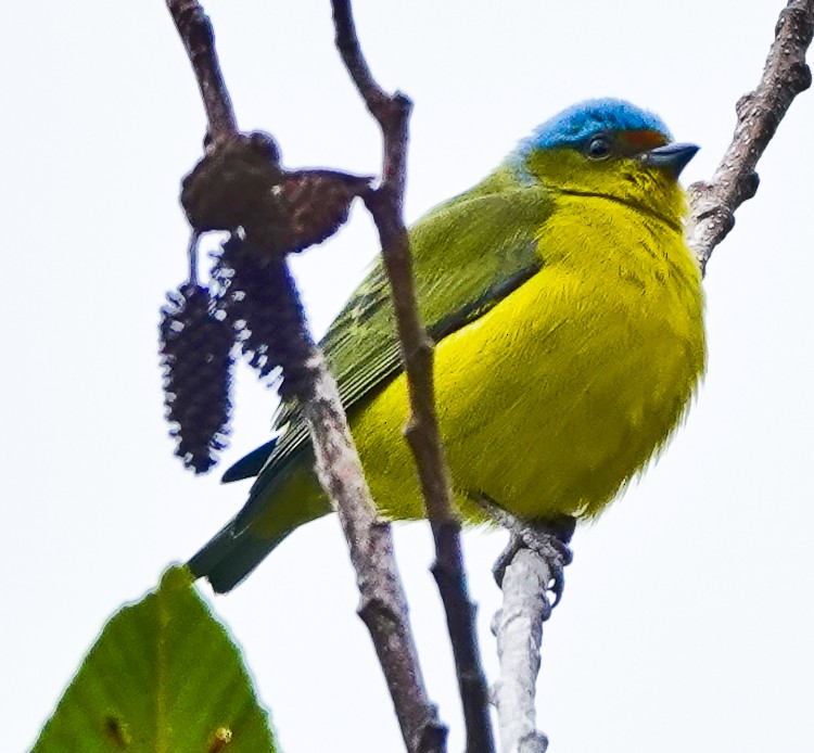 Golden-rumped Euphonia - ML643141611