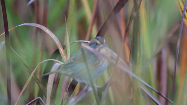 Nelson's Sparrow - ML643141616