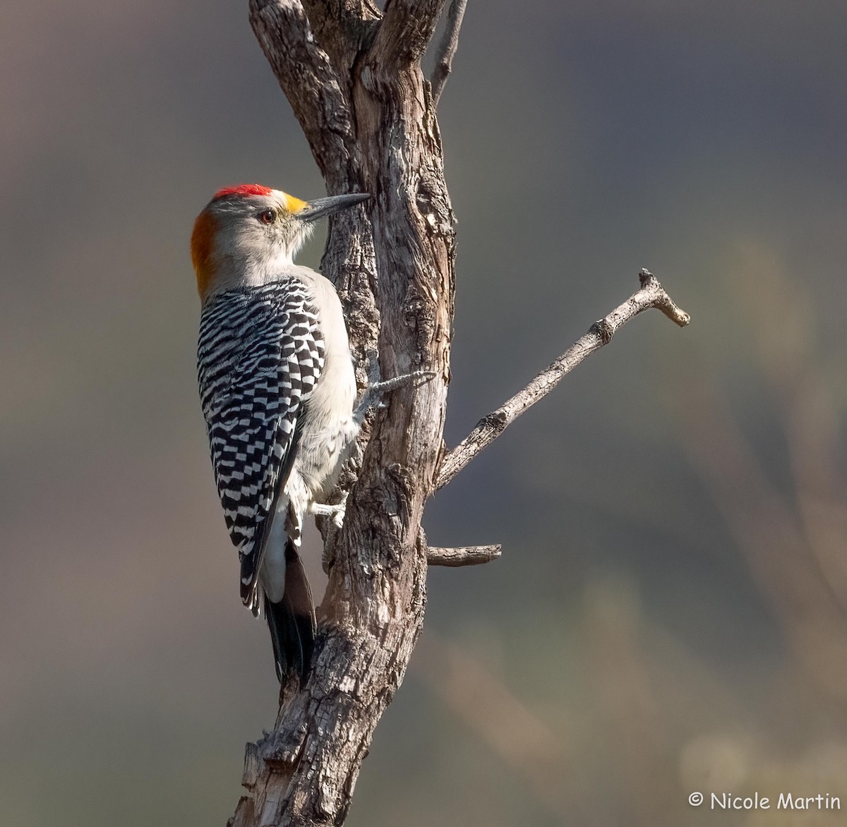 Golden-fronted Woodpecker - ML643141621